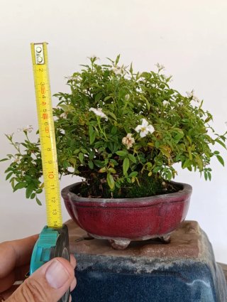 Bonsai mini rosal "Si" de Dot.