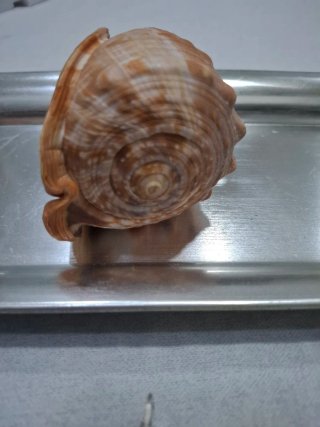 Conchiglia Cypraecassis Rufa (Elmo)