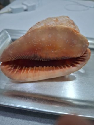 Conchiglia Cypraecassis Rufa (Elmo)