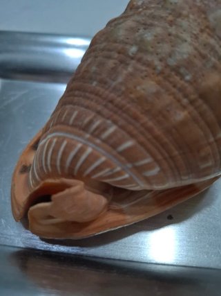 Conchiglia Cypraecassis Rufa (Elmo)