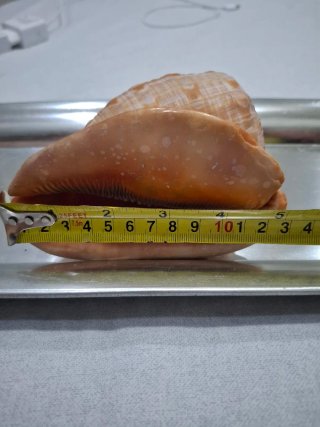 Conchiglia Cypraecassis Rufa (Elmo)