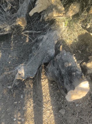 Leña de olivo para chimenea o barbacoa regalada