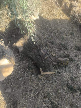 Leña de olivo para chimenea o barbacoa regalada