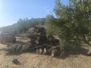 Leña de olivo para chimenea o barbacoa regalada