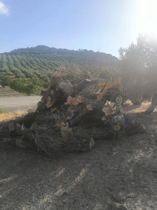 Leña de olivo para chimenea o barbacoa regalada