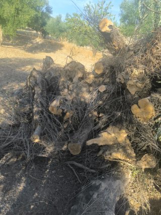 Leña de olivo para chimenea o barbacoa regalada