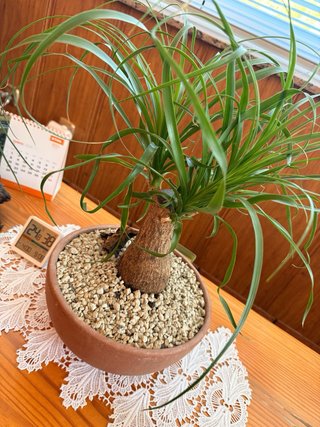 Beaucarnea Pata de Elefante Decorativa