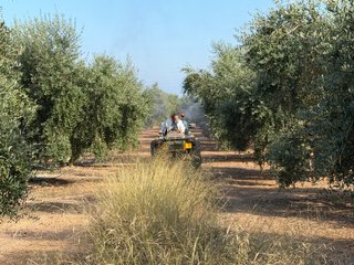 Es busca pagès profesional per porta finca olivers