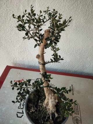 Bonsai Olivo