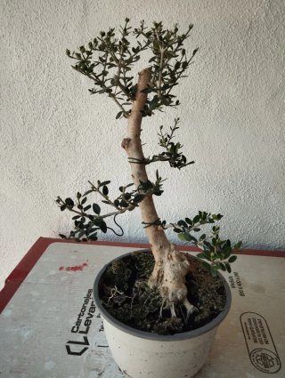Bonsai Olivo