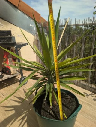 Planta Yuca Adulta en Maceta Verde