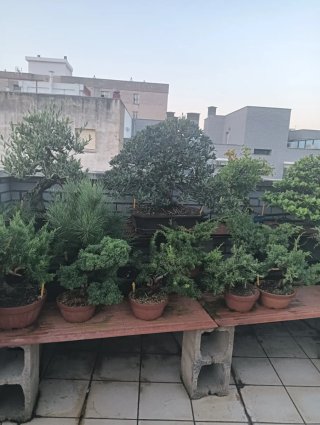 Colecció de bonsái i pre bonsái, 60 aprox