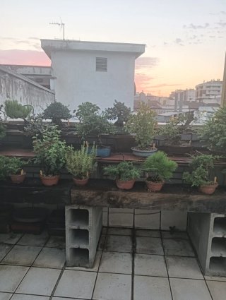 Colecció de bonsái i pre bonsái, 60 aprox