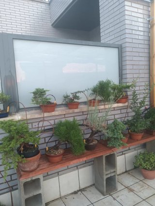 Colecció de bonsái i pre bonsái, 60 aprox