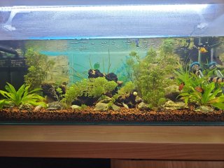 Acuario 80L en perfecto estado