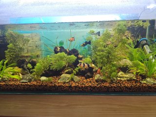 Acuario 80L en perfecto estado