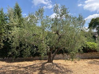 Olivos Centenarios