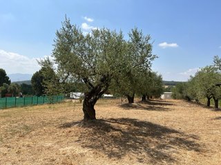 Olivos Centenarios