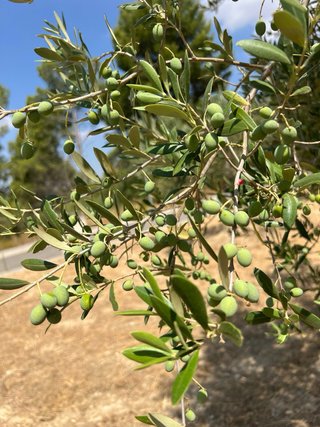 Olivos Centenarios