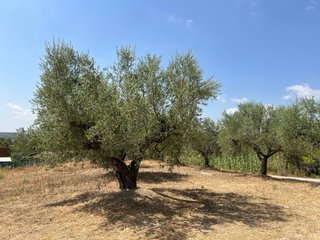 Olivos Centenarios