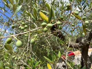 Olivos Centenarios