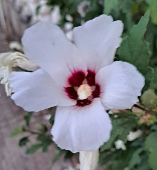 Semillas de Hibiscus Syriacus