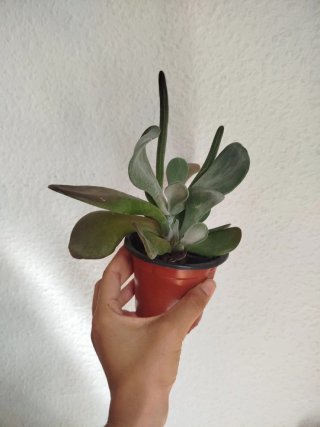 Kalanchoe Oricula Planta