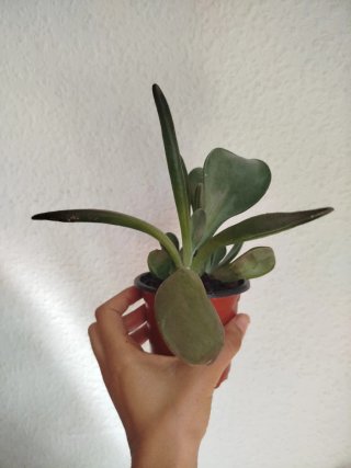 Kalanchoe Oricula Planta