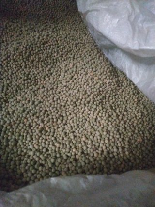 Semillas Guisantes R2 Aviron saleccionados sembrar