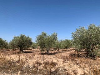 Olivar 3463 m² en El Cabezo con agua de riego