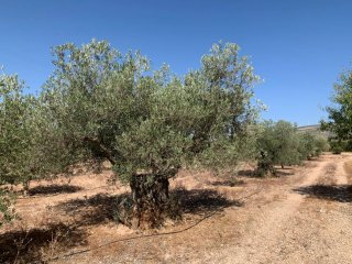 Olivar 3463 m² en El Cabezo con agua de riego