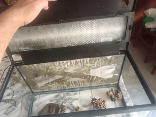 Pecera de cristal 60 litros con bomba de agua