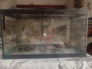 Pecera de cristal 60 litros con bomba de agua