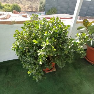 Plantas Verdes Varias para Terraza o Parcela