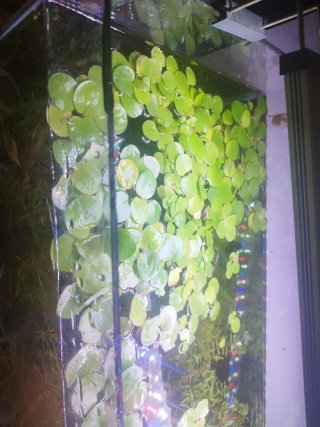 Planta flotante acuática