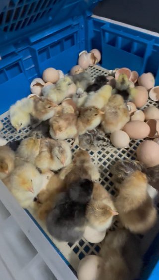 Incubadora de 64 huevos