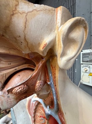Busto Anatomía Vintage Antiguo