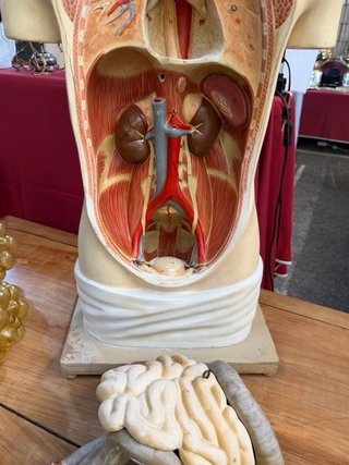 Busto Anatomía Vintage Antiguo
