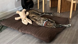 Cama marron para perro grande
