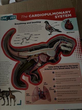 Libro, juego educativo T. Rex