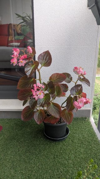 Begonia semperflorens 60cm
