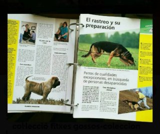 800 Fichas PERROS, 3 archivadores