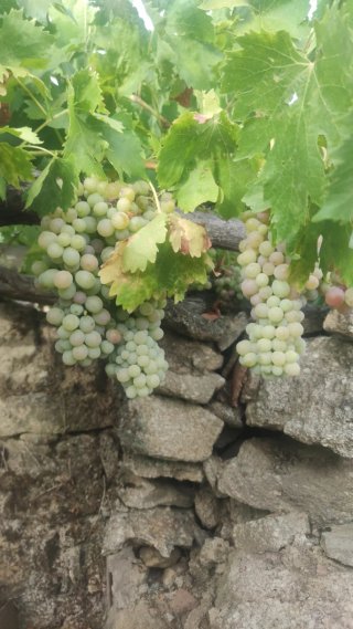 Uvas de viña propia - Villardiegua