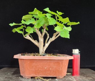 Pre bonsai Morera + Ficus Retusa de regalo