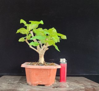 Pre bonsai Morera + Ficus Retusa de regalo