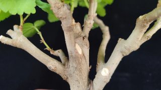Pre bonsai Morera + Ficus Retusa de regalo