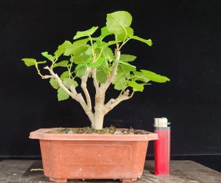 Pre bonsai Morera + Ficus Retusa de regalo