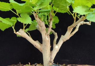 Pre bonsai Morera + Ficus Retusa de regalo
