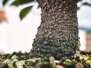 Bonsái Ficus Tiger Bark
