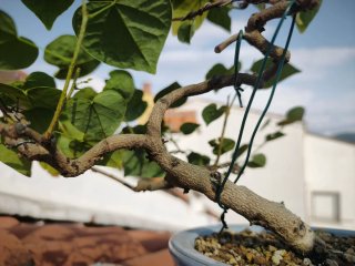 Bonsái Cercis